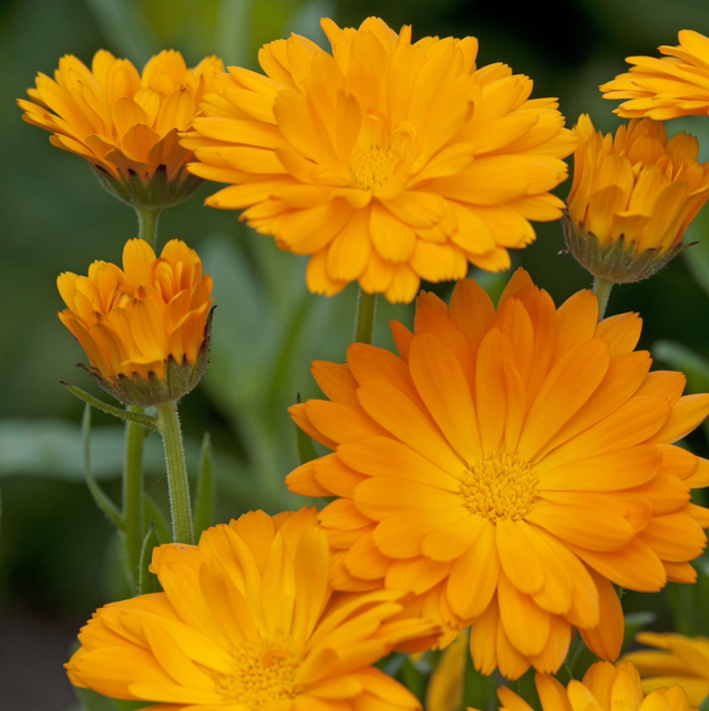 Calendula Funky Stuff