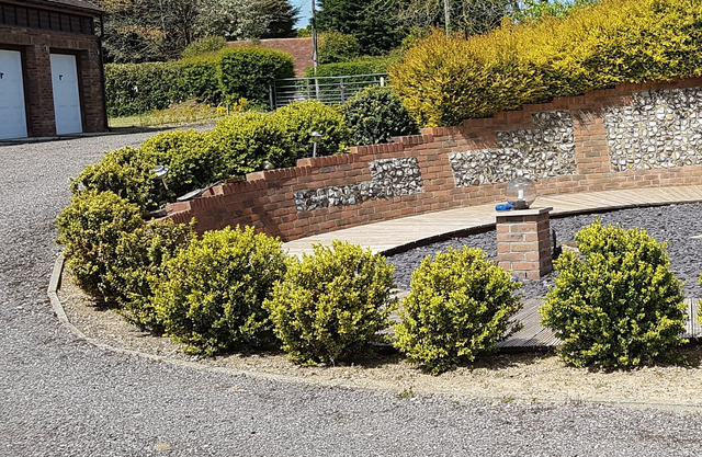 Buxus sempervirens Latifolia Maculata   - 1ltr pot