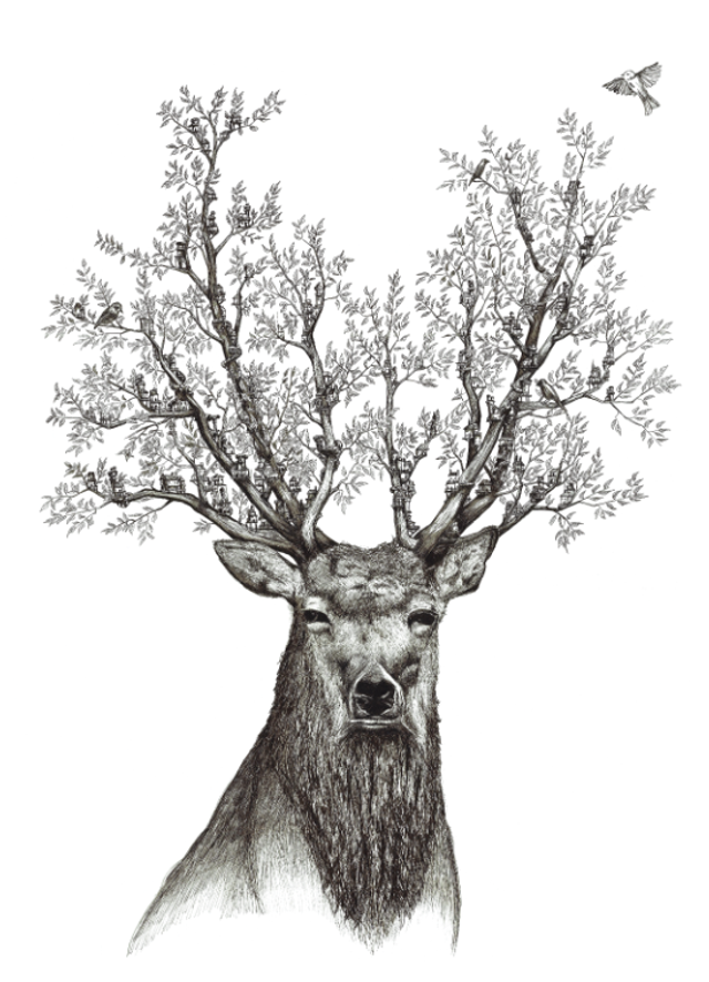 Cerf - Edition Art 