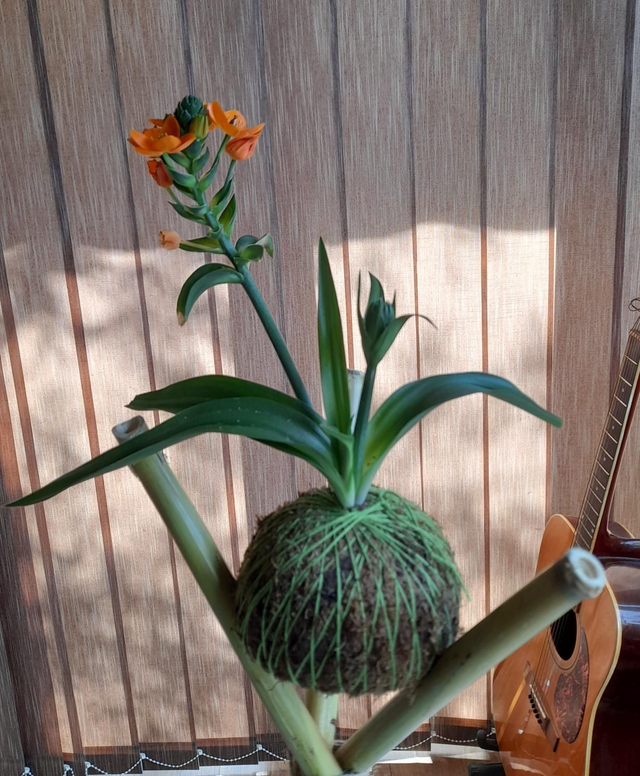 Tulipán de temporada