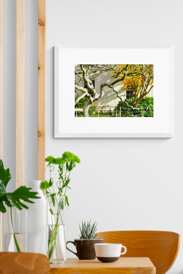 A tree for all seasons- Print