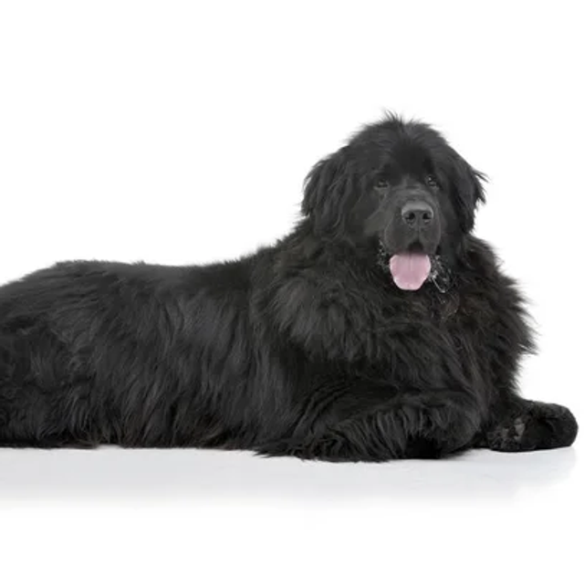 Extra Large Full Groom