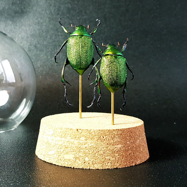 Chrysophora chrysochlora