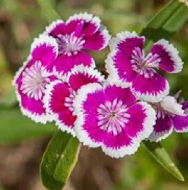 Œillet de chine « Velvet ans Lace » couleurs variées 