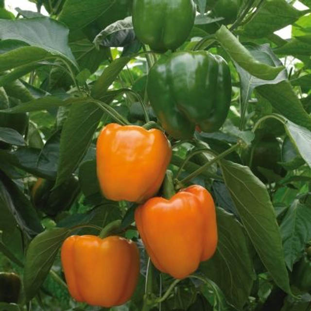 Poivron Orange California
