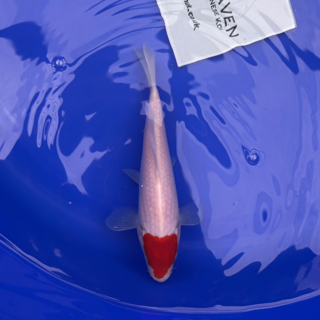 Shintaro Koi Farm - circa 20cm