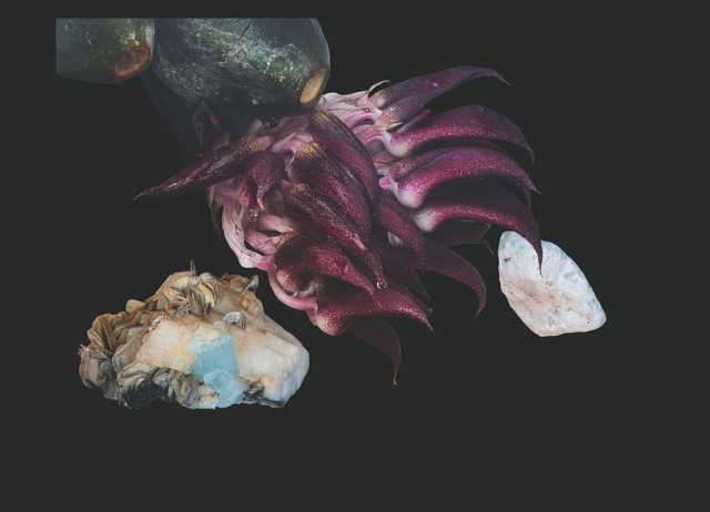 Orchid Earth Element Essence