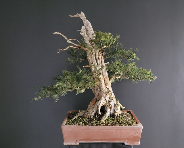 (172) taxus baccata