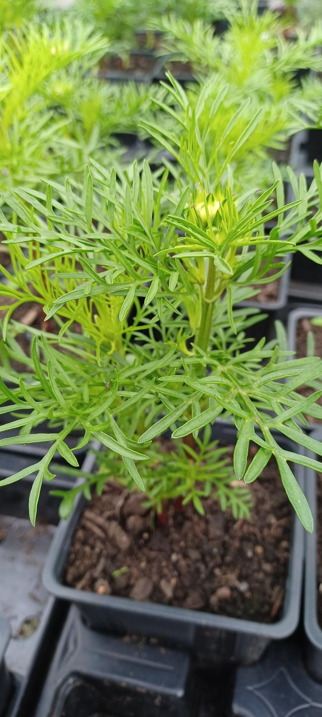 Cosmos Appollo mixed