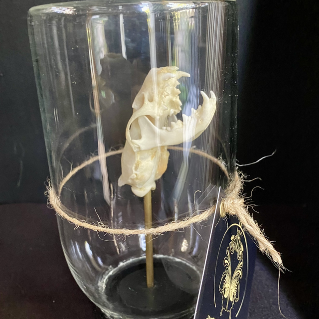 Globe en verre renfermant un crâne de vison