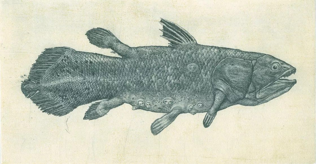 Konstantin Antioukhin &quot;Latimeria Fish&quot; 