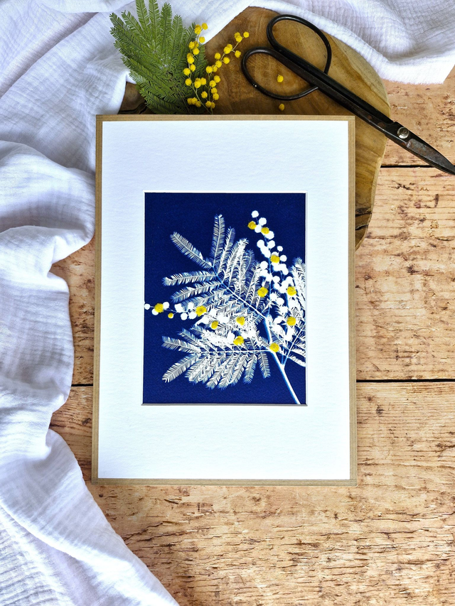 💙 Cyanotype encadré - 9 - Mimosa Ô!  