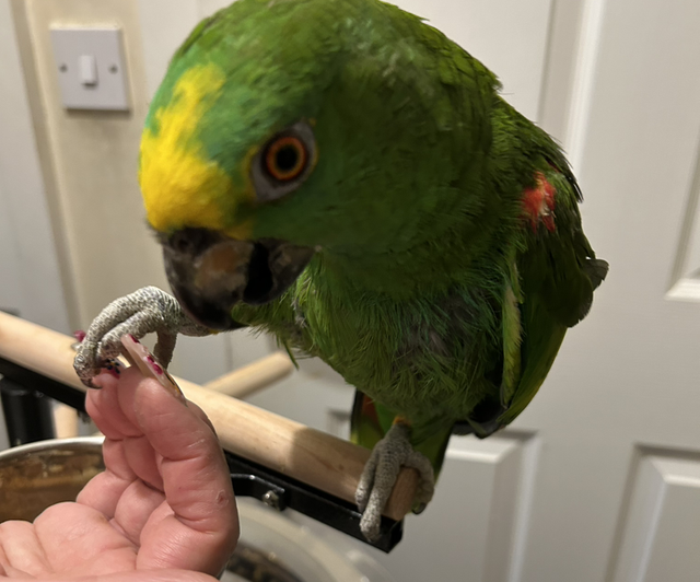 Hand Reared Yellow Crown Amazon 