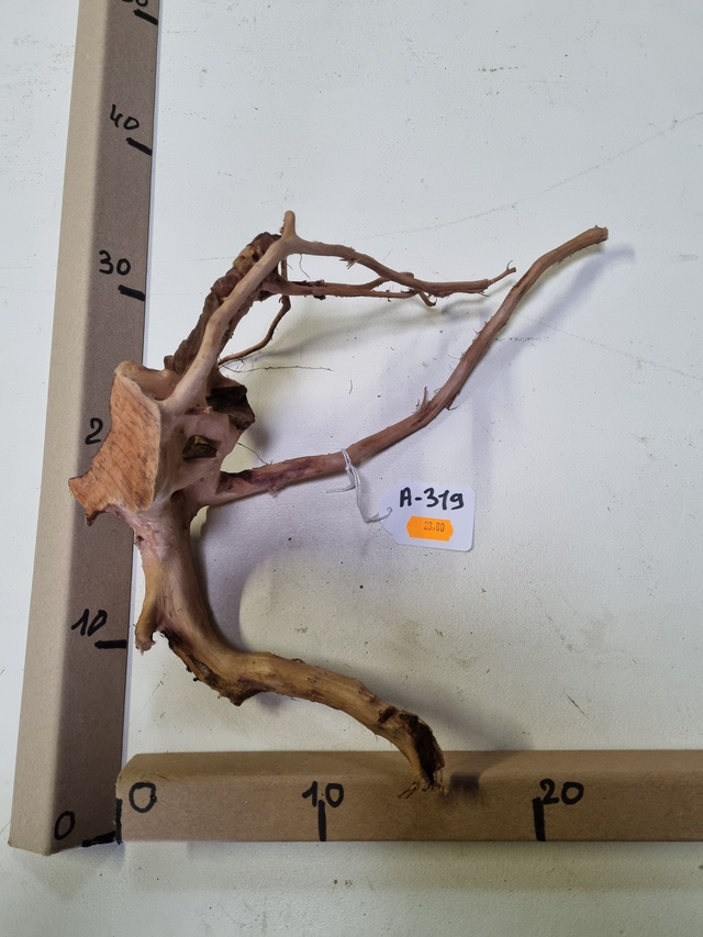 Racine araignée A-319