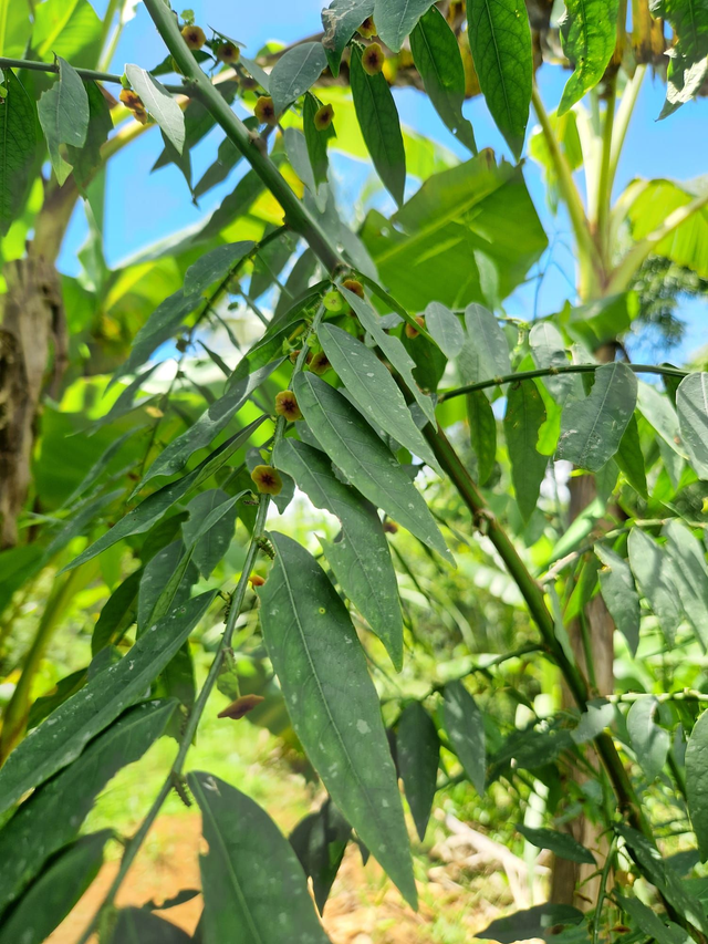 Feuilles de Katuk bio - 30g