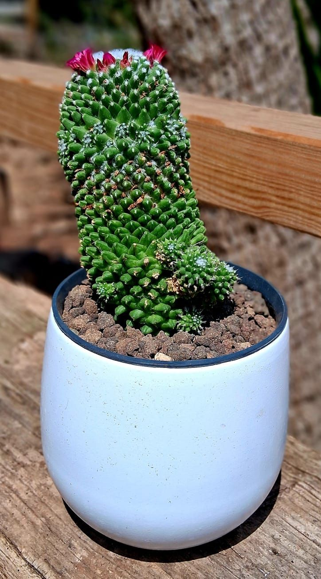 D36 . Mammillaria polythele in "Vitoria cachpot" di CorinoBruna