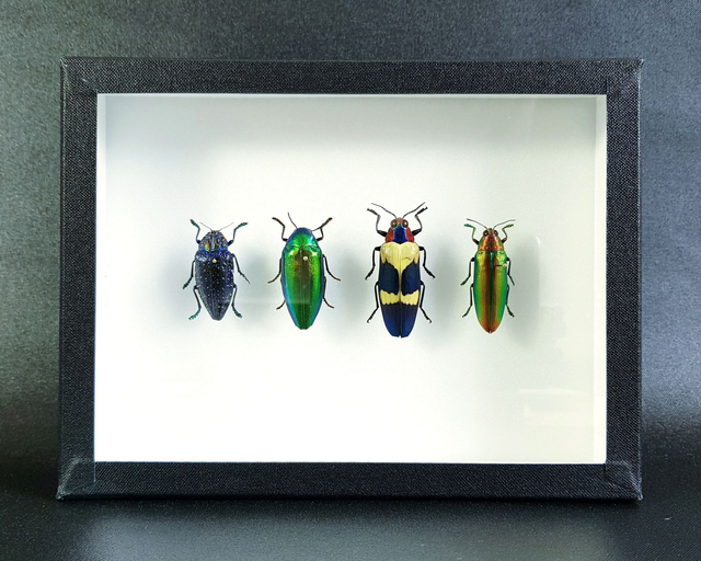 Collection de buprestes 