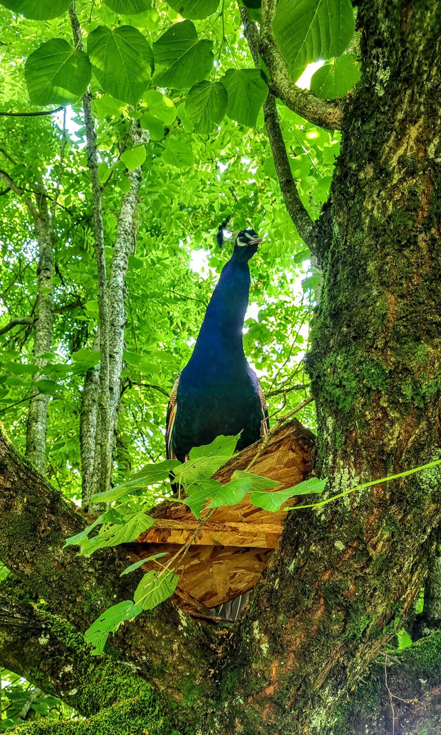 One number for the Peacock Party