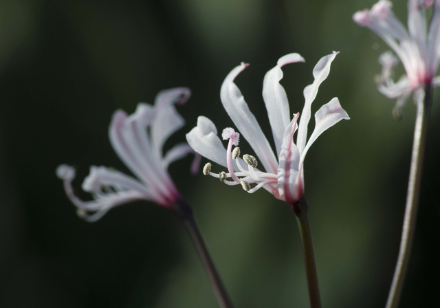 Humilis Skurwekop - Nerine Sarniensis