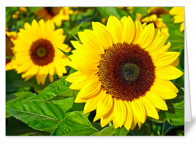 Lucky Dip Mixed pack of 5 NoteCards