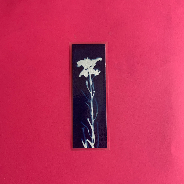 Marque page cyanotype végétal original sur papier épais et plastifié