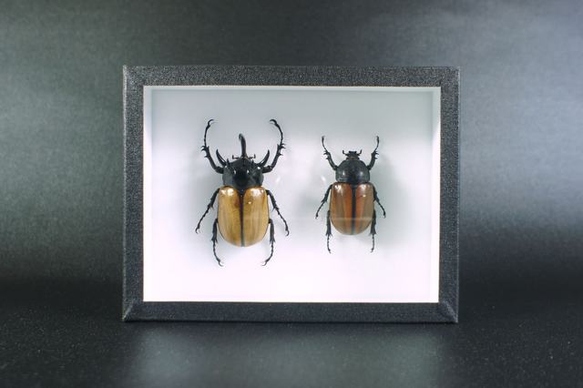 Eupatorus gracillicornis C