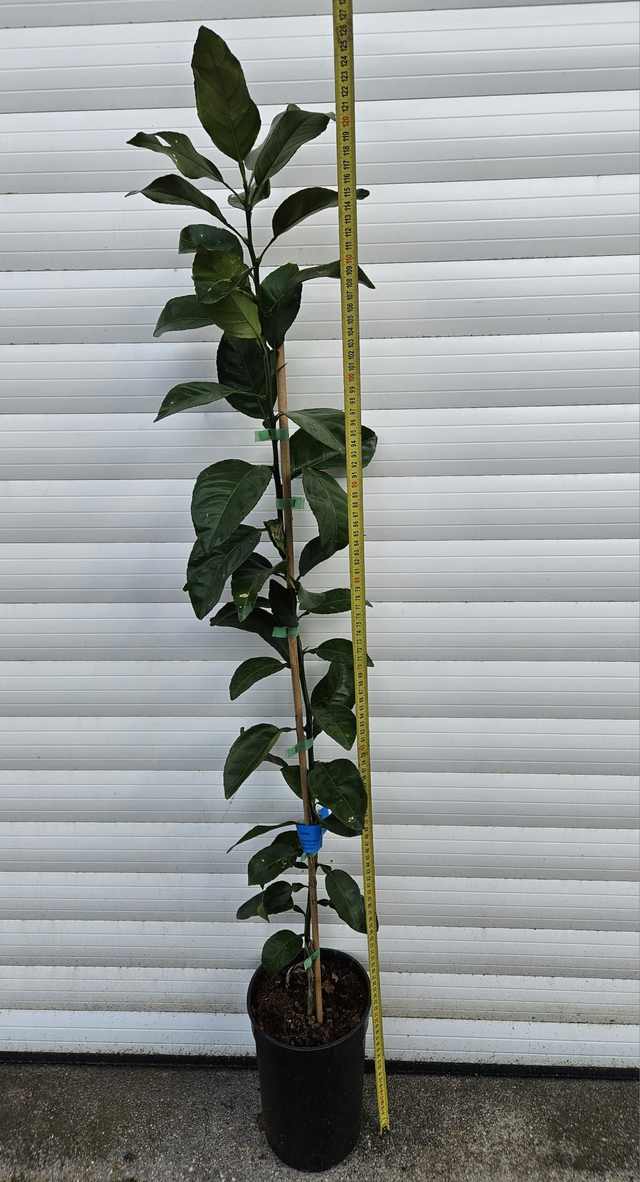 Orange Fukumoto 3L C35