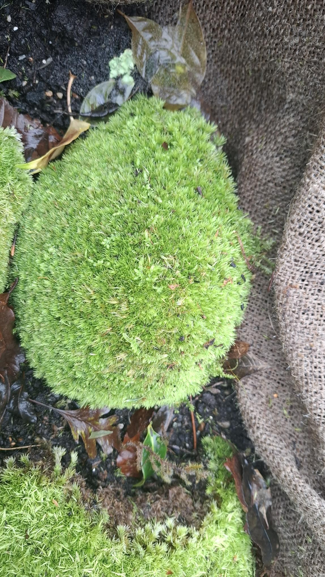 Leucobryum glaucum