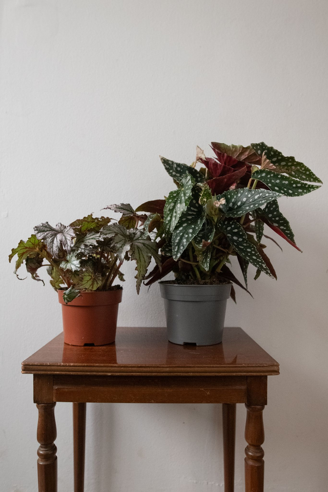 Begonia Mania - Xmas Kit 🎀