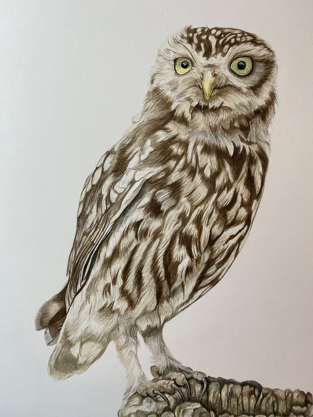 Little Owl Original Colour Pencil Drawing