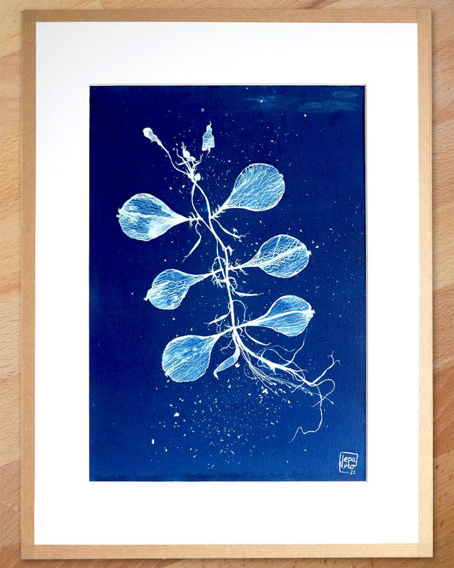 Cyanotype "Hybride en bleu n°3"