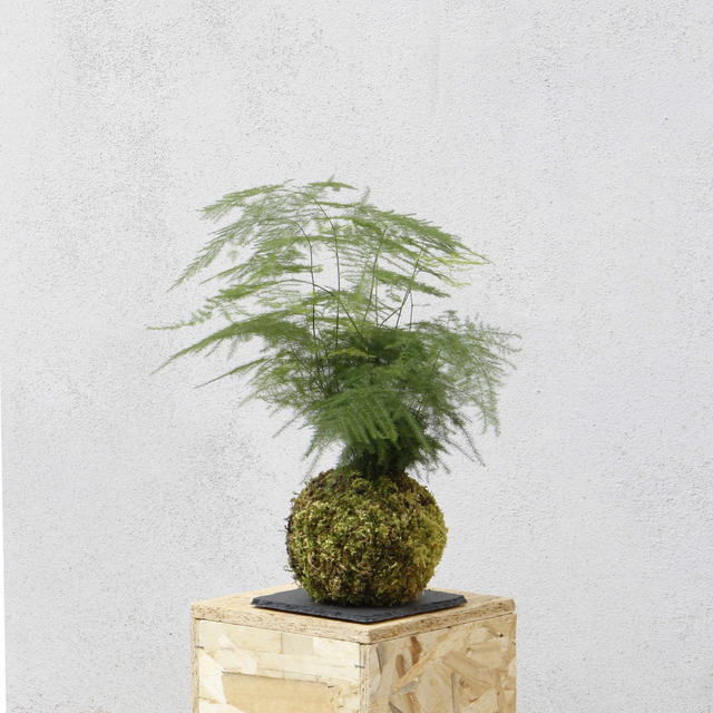 Asparagus Kokedama 