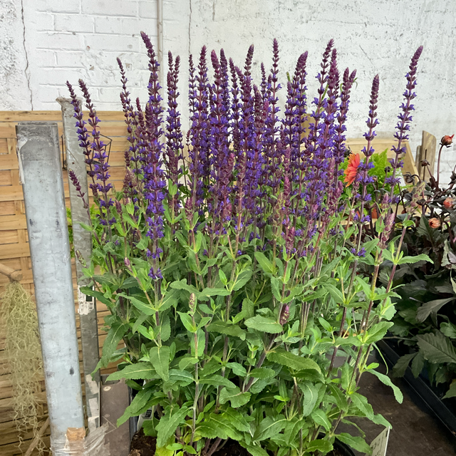 Salvia nemorosa