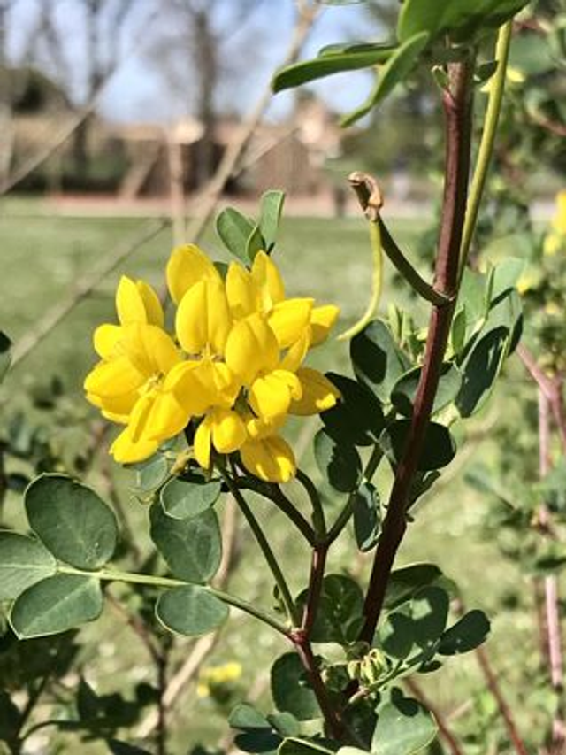 Coronille Glauque (Coronilla glauca) - Végétal local