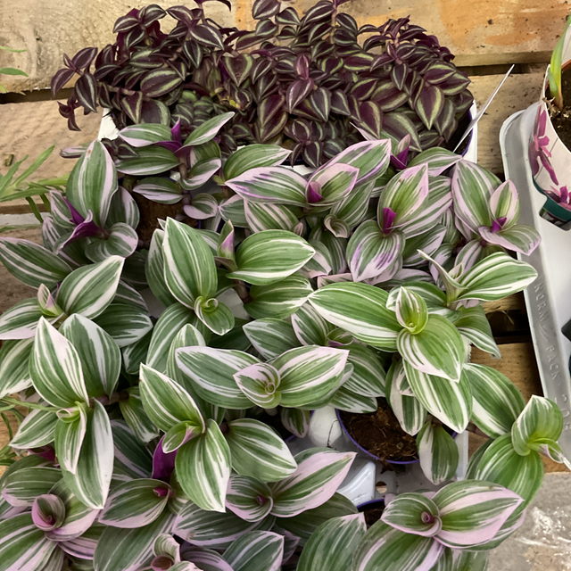 Tradescantia mix 