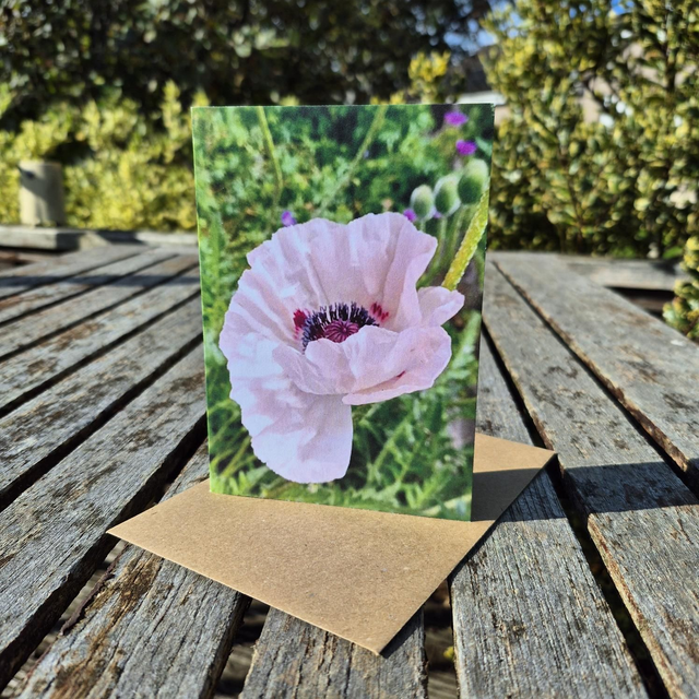 Oriental Poppy greetings card