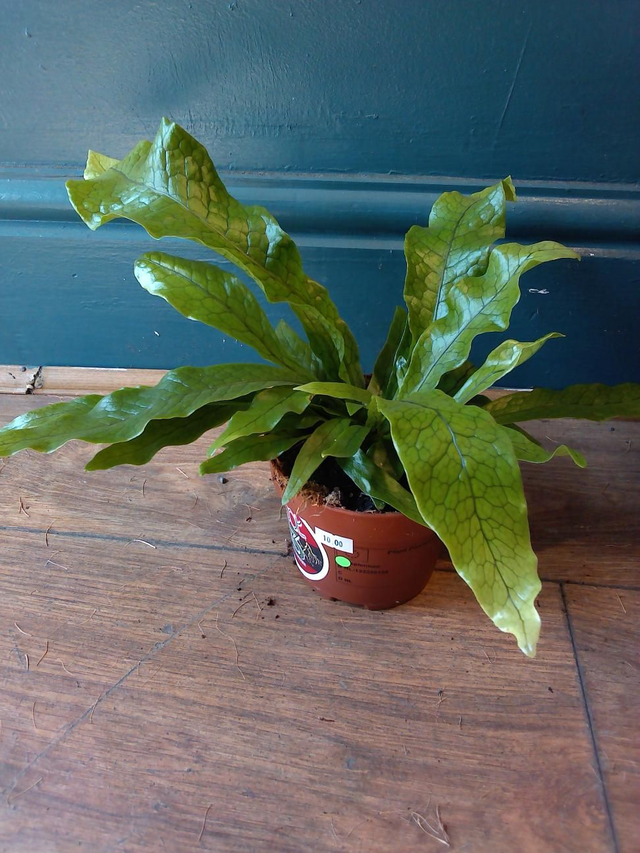 Crocodile fern in 12cm pot
