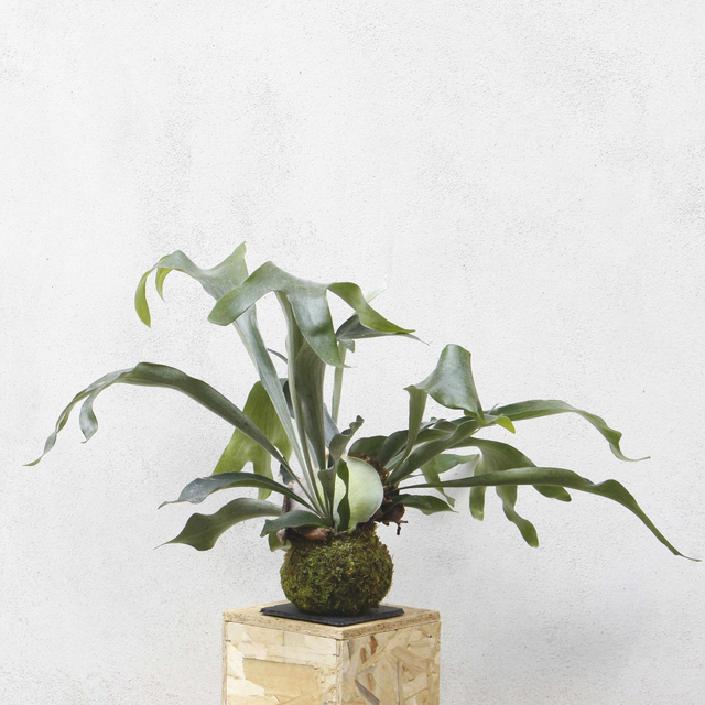 Platycerium Kokedama 