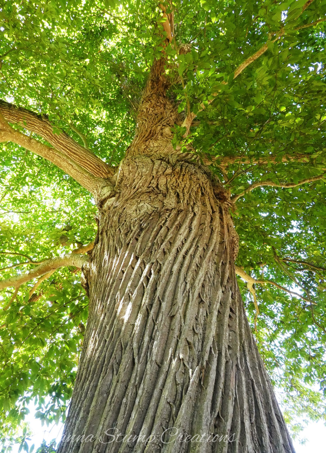 Photographic Open Edition Print from my "Woodland" collection, "Twists and Turns"