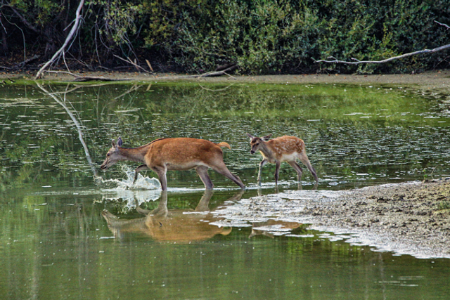 Biche et son faon