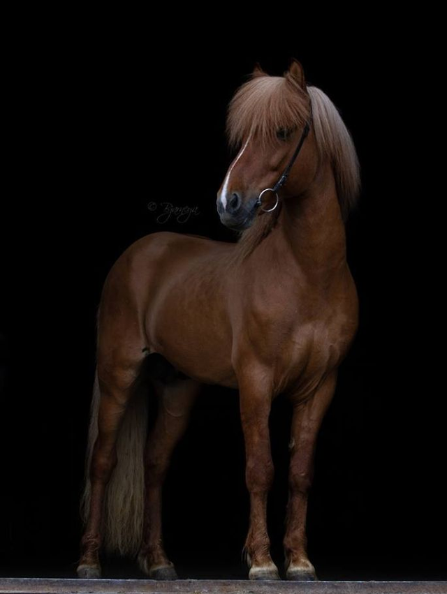 Decktaxe Álfarinn frá Syðri-Gegnishólum