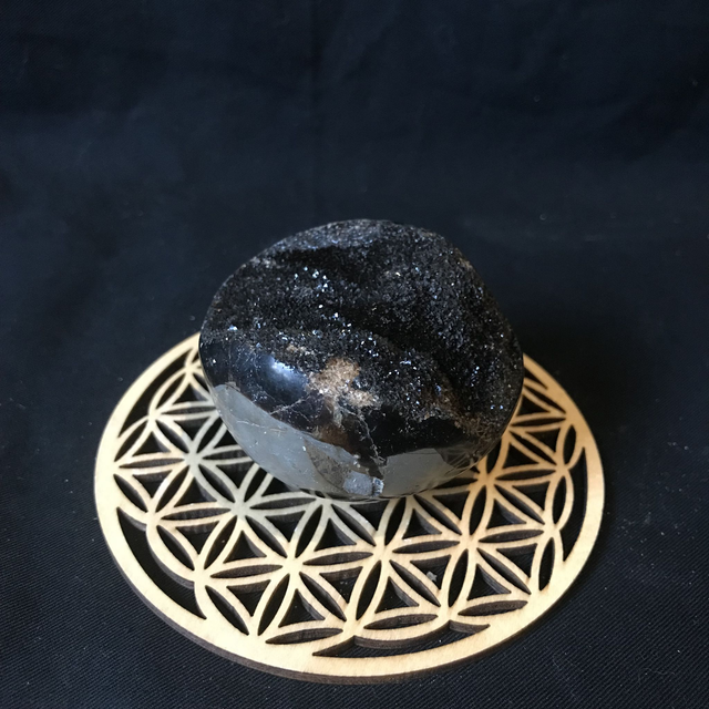 SEPTERIA SAUVAGE - Galet 1 [Madagascar]