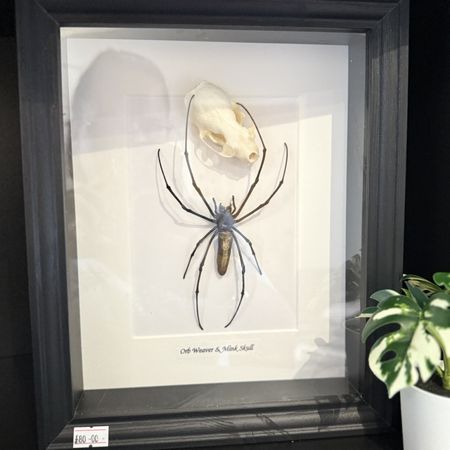 Orb Weaver