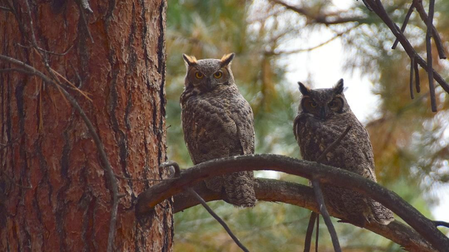 Owl bears