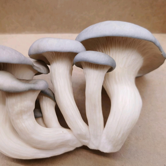 200g Blue Grey Oyster Mushrooms 