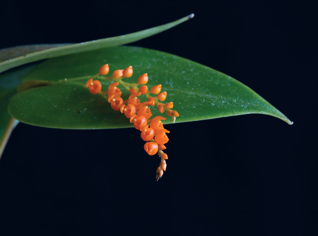 Seeds from Time Essence