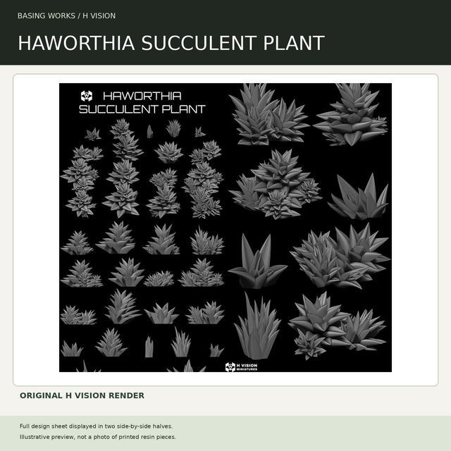 H Vision - Haworthia Succulent Plant