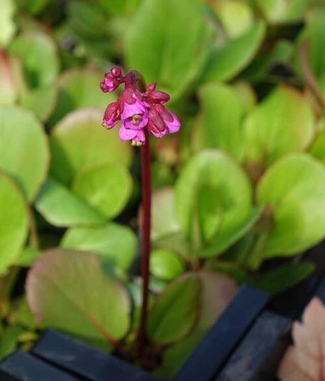 Bergenia cordifolia &#039;Rotblum&#039;  p9