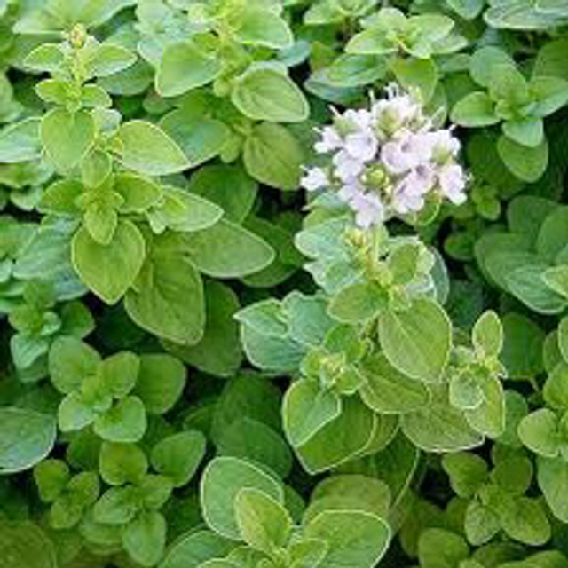 Marjolaine Officinale NT