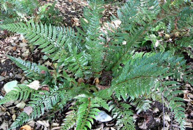 Polystichum neolobatum- Asian Sabre Fern plug plant